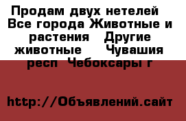 Продам двух нетелей - Все города Животные и растения » Другие животные   . Чувашия респ.,Чебоксары г.